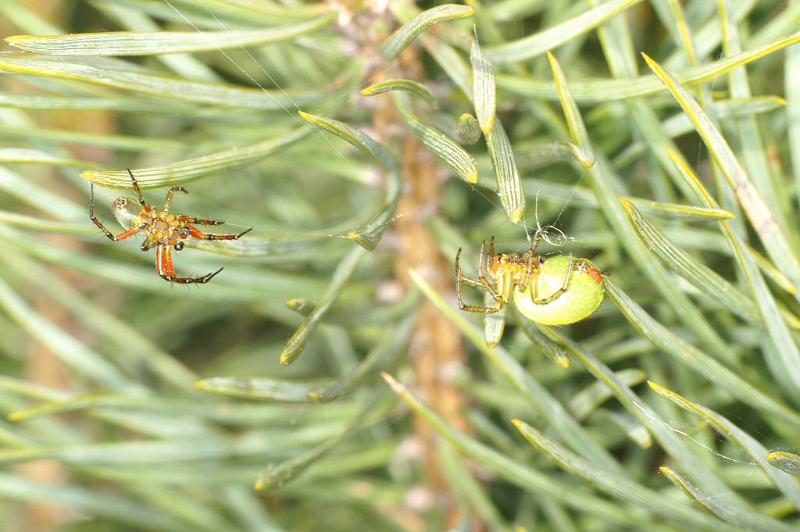 Araniella_cucurbitina_D2979_Z_88_NP De Hoge Veluwe_Nederland.jpg